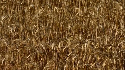 Wheat field moved by the wind Stock Footage 79274414