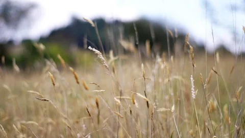 Wheat field moved by the wind Stock Footage 126075452