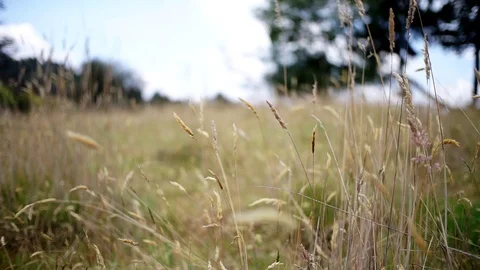 Wheat field moved by the wind Stock Footage 126075453