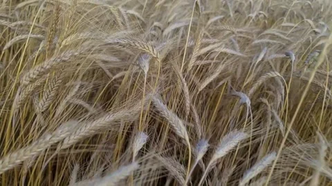 Wheat field, movement from above ears of corn, slow motion Stock Footage 267086332