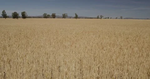 Wheat Field Moving with Gentle Breeze, 8K Video stock 331275363