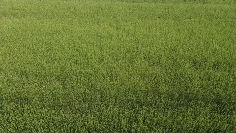 Wheat field moving right Video stock 317577193