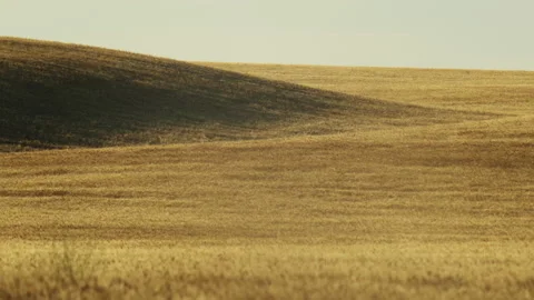 Wheat field moving in the wind during summer in slow motion Stock Footage
