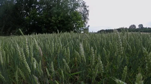 Wheat Field Moving in the Wind Stock Footage