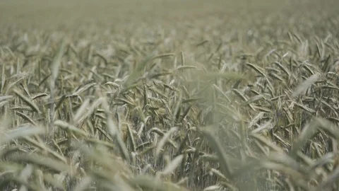 Wheat field moving in the wind Stock Footage 111648729
