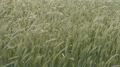 Wheat field moving with the wind Stock Footage 140067069