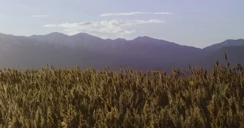 Wheat field moving in the wind with mountains in background 動画素材 77336265