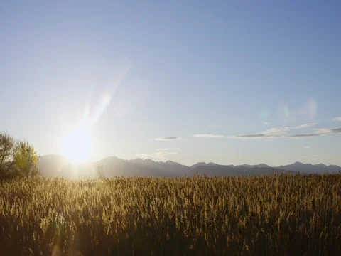 Wheat field moving in the wind on a sunny day 動画素材 77336166