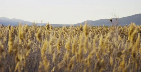 Wheat field moving in the wind on a sunny day Stock-Footage 77339540
