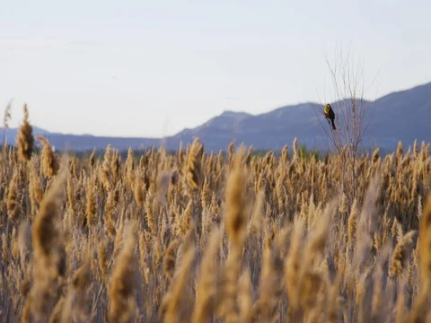Wheat field moving in the wind on a sunny day 動画素材 77493592