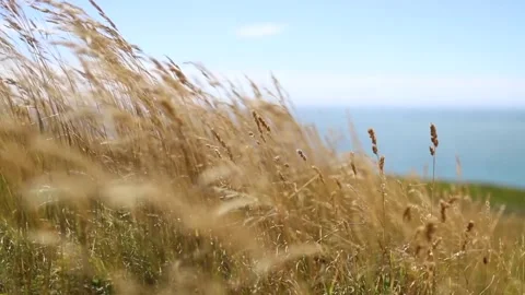 Wheat Field Moving with the Wind Under a Clear Blue Sky Vídeos de archivo 139498226