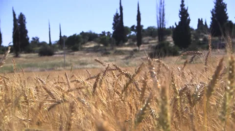 Wheat field m.s left treck Stock Footage 37662119