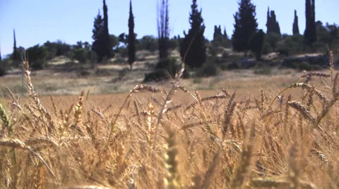 Wheat field m.s right treck Stock Footage 37661985