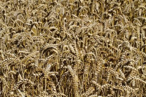 Wheat field, natural background Stock Photos