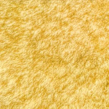 Wheat field natural pattern, drone shot directly above Stock Photos