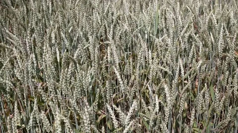 Wheat, Field, Nature, Wind, 4k Stock Footage 171341586