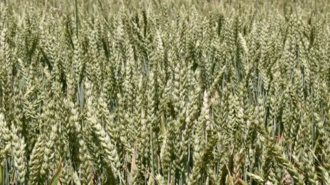 Wheat, Field, Nature, Wind, 4k Stock Footage 171341590