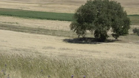 Wheat field with oak tree - Campo di grano con quercia Stock Footage 34271605
