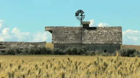 Wheat field, old barn, and windmill Stock Footage 11366446
