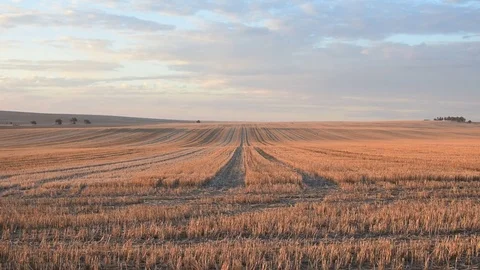 Wheat field in open countryside during sunset with soft light Stock Footage 80125385