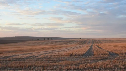 Wheat field in open countryside during sunset with soft light Stock Footage 80125417