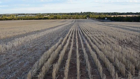 Wheat field in open countryside during sunset with soft light Stock Footage 80125700