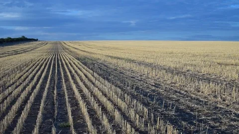 Wheat field in open countryside during sunset with soft light Stock Footage 80125997