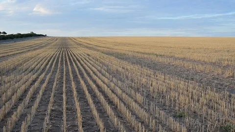 Wheat field in open countryside during sunset with soft light Stock Footage 80127221