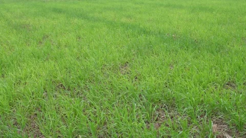 Wheat field or grain field Stock-Footage 332565091