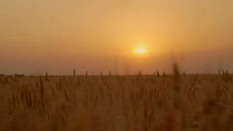 Wheat field in the orange of the setting sun. A slight wind shakes the ears o Stock Footage 156393620