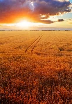 Wheat field over sunset Stock Photos