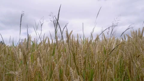 Wheat field overcast day Stock Footage 245451499