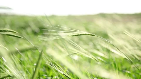 Wheat Field Pan Stockbeeldmateriaal 44754511
