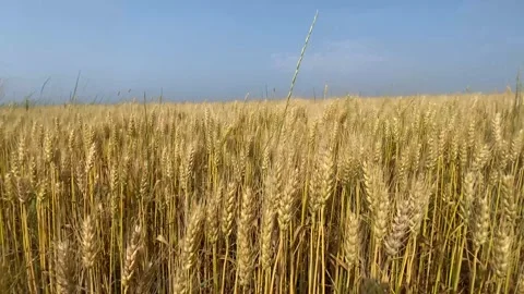 Wheat Field Pan Video stock 285588416