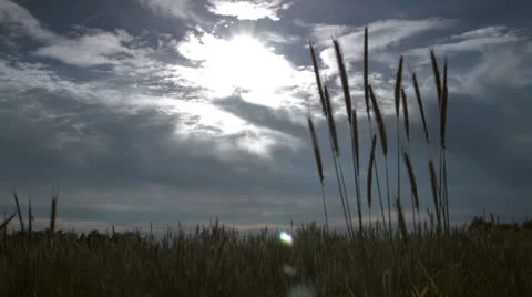 Wheat field pan right Stock Footage 24843768