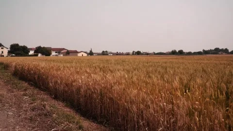 Wheat Field Pan with Warm Tones in Slow Motion – HD 100fps Stock Footage 311072155