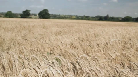 Wheat Field Panning Stock Footage 7749573