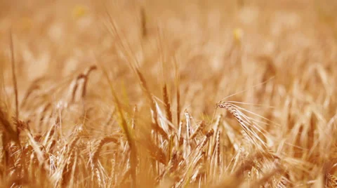 Wheat field - panning Stock Footage 35946250
