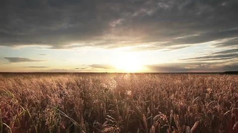 Wheat Field Panorama Vídeos de archivo 26243909