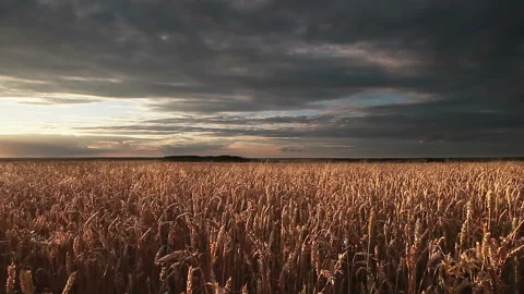Wheat Field Panorama Stock Footage 100666721
