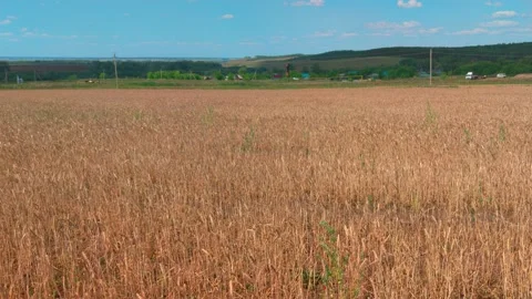 Wheat field panorama with hills on the back. Stock Footage 195481599