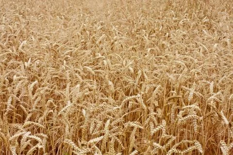 Wheat field panorama Stock Photos