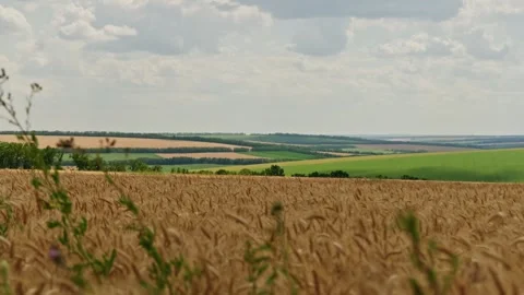 Wheat Field Panoramic Landscape With Green Weeds 1 Stock Footage 339326720