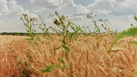 Wheat Field Panoramic Landscape With Green Weeds 2 Видео 339326813