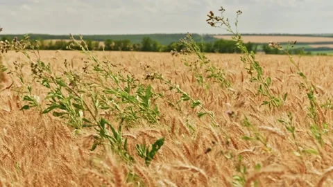 Wheat Field Panoramic Landscape With Green Weeds 3 Vidéo 339326926