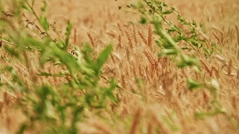 Wheat Field Panoramic Landscape With Green Weeds 4 Stockbeeldmateriaal 339327057