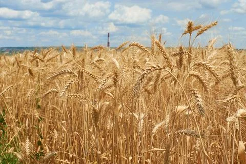 Wheat field panoramic landscape. Growing golden ears in village. Ripe cerea.. Stock Photos