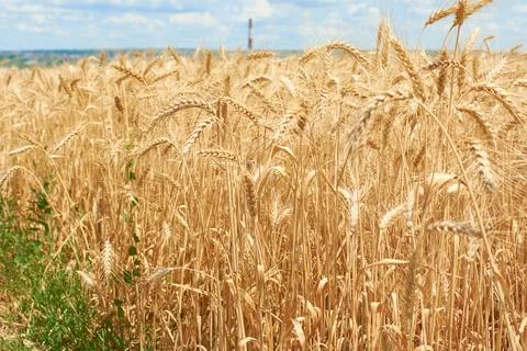 Wheat field panoramic landscape. Growing golden ears in village. Ripe cerea.. 스톡 사진