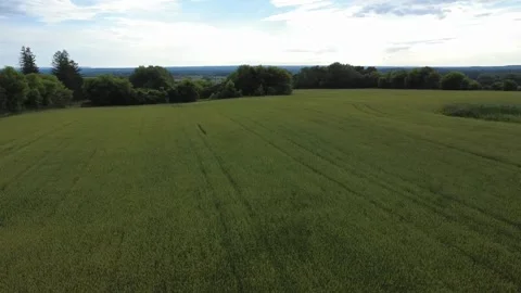 Wheat field partition2 Video stock 318000506