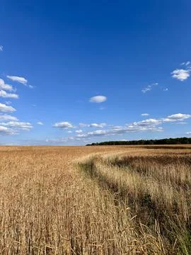 Wheat Field Path Under Blue Sky Agriculture Landscape Stock Photos